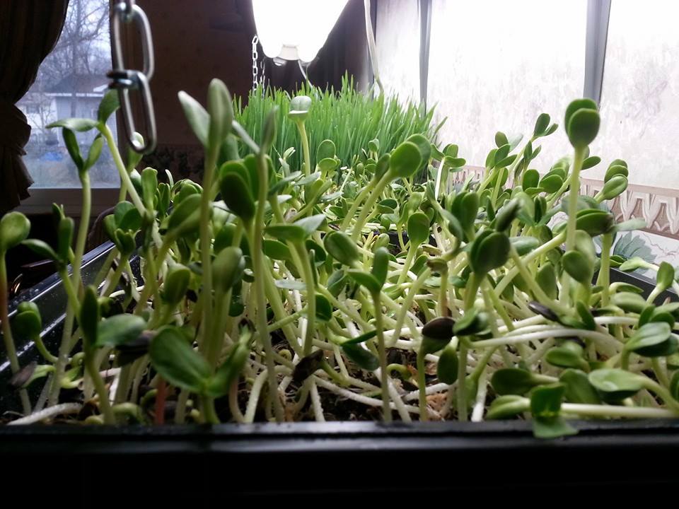 tray of sunflower microgreens