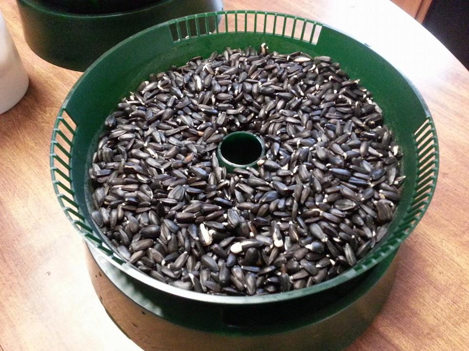 sprouting sunflower seeds